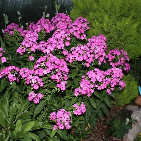 Fam. Hoehn * Kappel-Grafenhausen